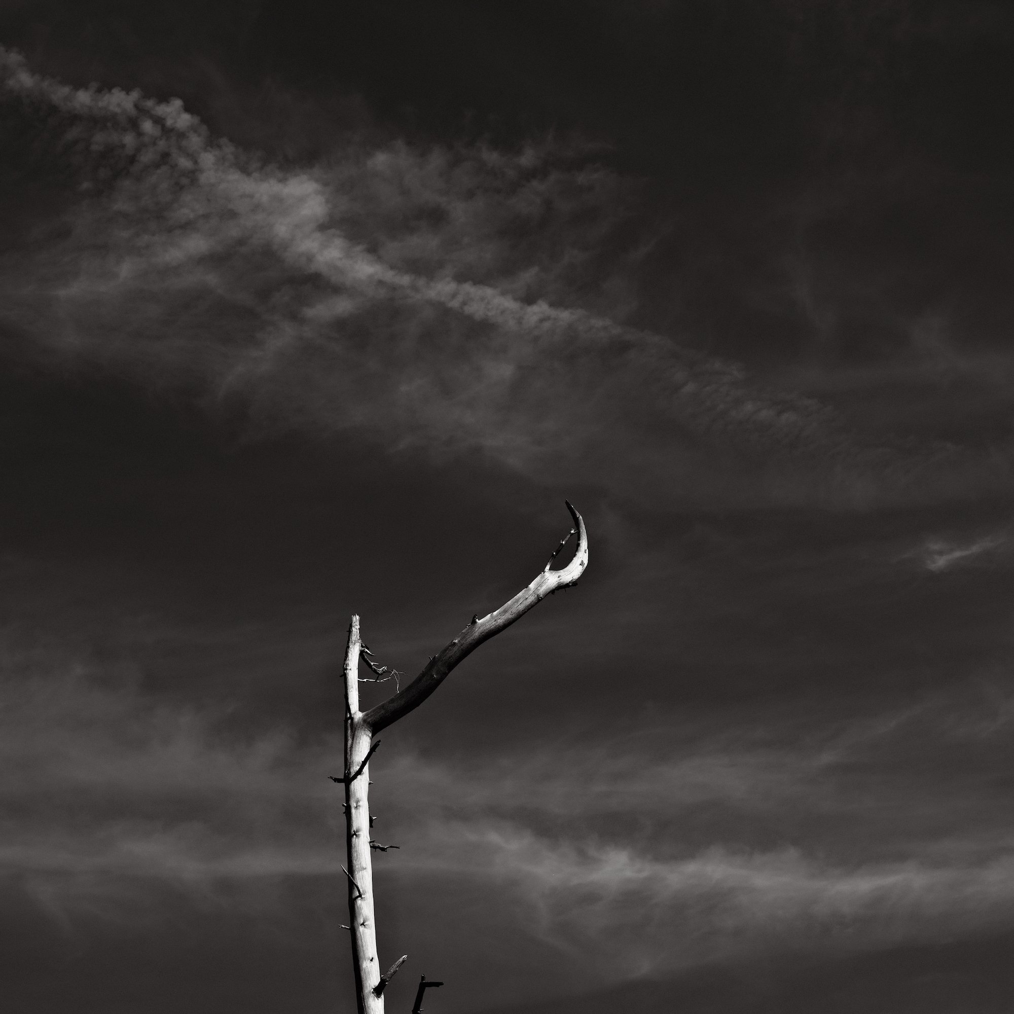 Between Forests