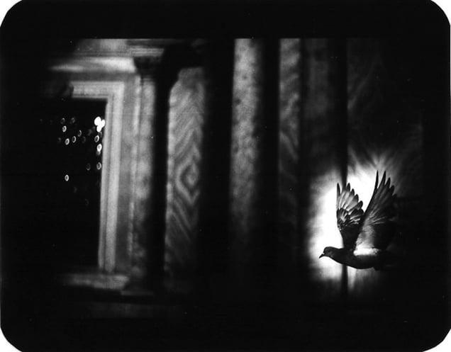 "Untitled" (Pigeon Venice), 2007 © Giacomo Brunelli