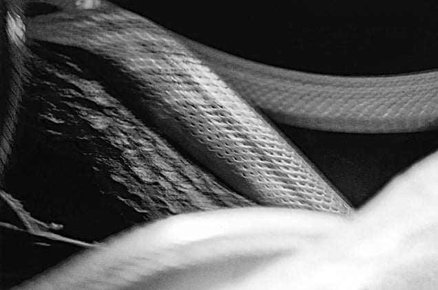 A pack of snakes overlaps each others in the undergrowth
