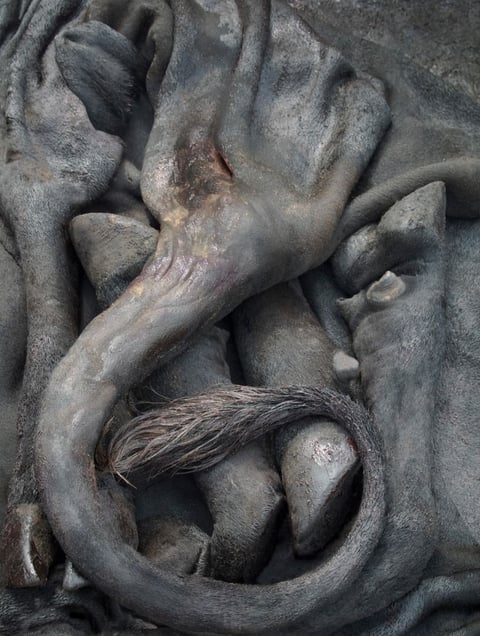 From the series "Meat Portraits" © Alex Van Gelder