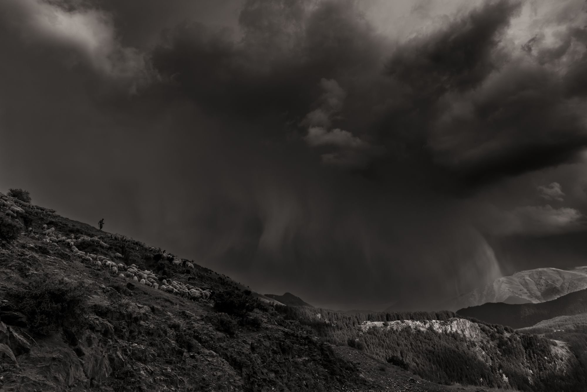 Sheep drive Tusheti, Georgia. Every year in the fall, just before the first snow arrives, shepherds gather their sheep to go on a long trek to the winter pastures in Vashlovani national park © Maurice Wolf