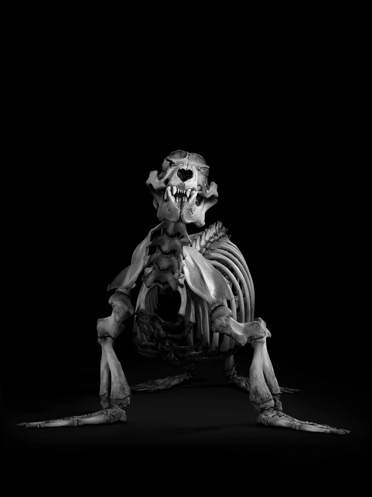 Evolution: In Action - Photographs byPatrick Gries | LensCulture
