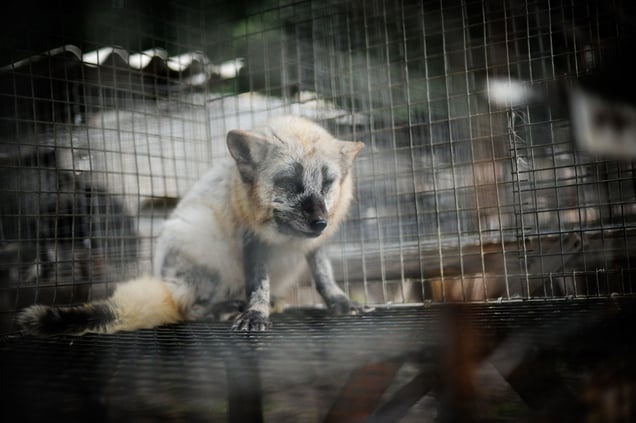 Fox Fur Farm - Europe
