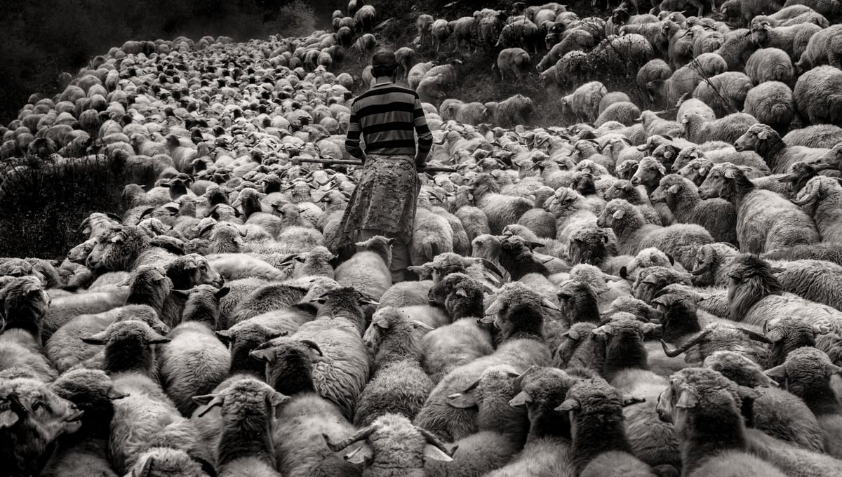 Sheep drive Tusheti, Georgia