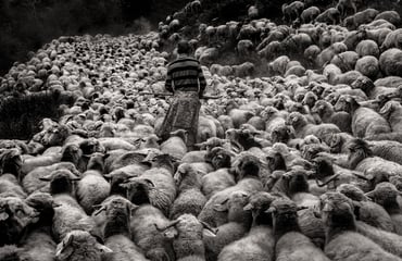 Sheep Drive in Tusheti, Photography Competition & Awards