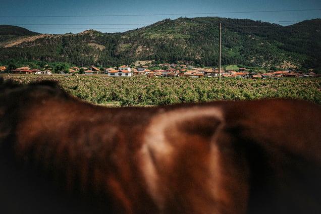 Rose Valley, Bulgaria — where Rosa Damascena is cultivated for rose oil production, 2025