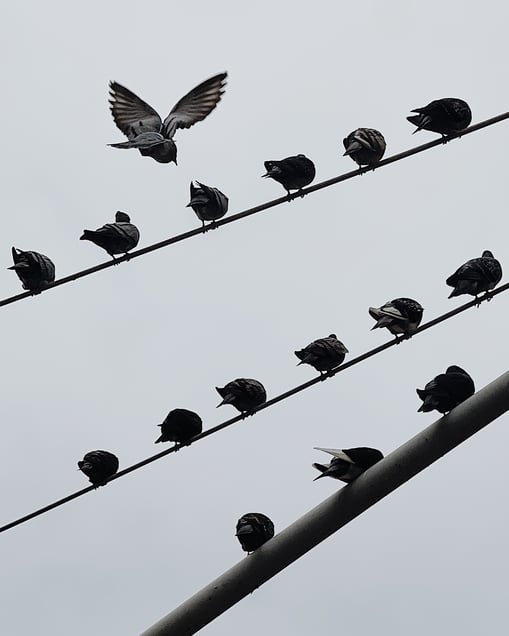Power Line