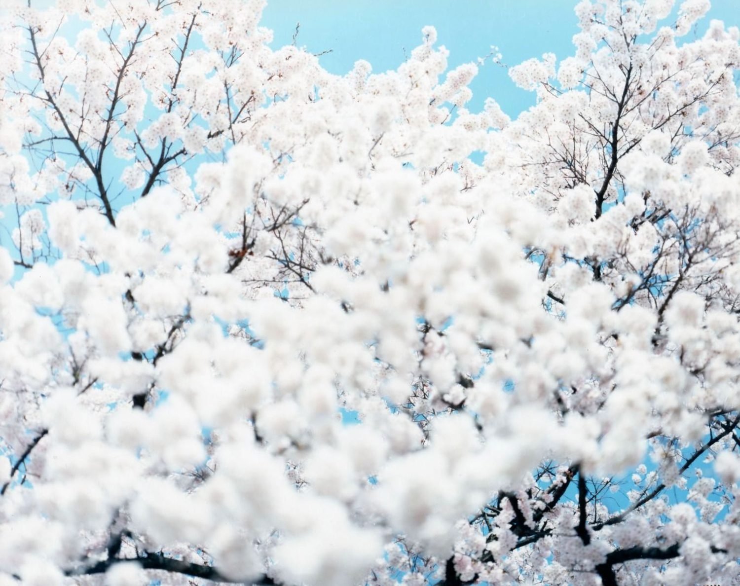 Risaku Suzuki - Sakura | LensCulture