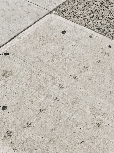 Concrete Jungle