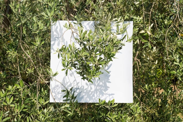 Stage: Liguria. Olive tree of the Ligurian mountains. Taggiasca is a cultivar of olives grown in this area.