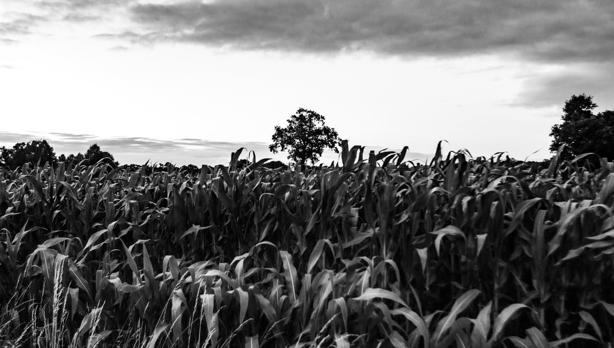 Countryside landscapes