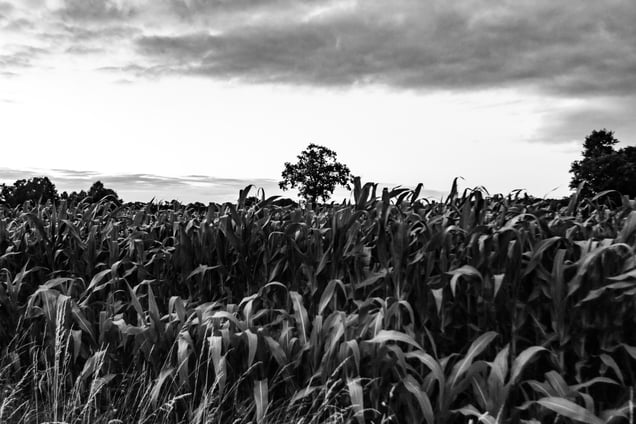 Countryside landscapes