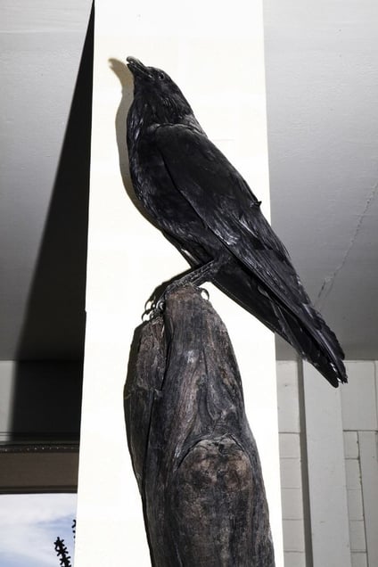 Crow at North Shore.