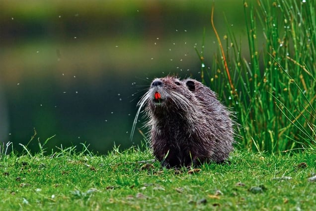 From the series "The Invaders of the Loire" (France) © Claude Rives