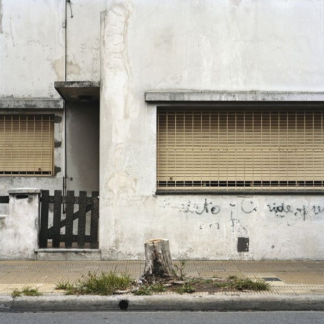 From the series Tree Portraits              © Emma Livingston