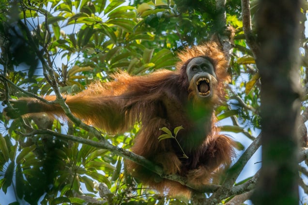 A Sumatran orangutan threatens another nearby male in the Batang Toru Forest, North Sumatra Province, Indonesia,17 March 2014.
