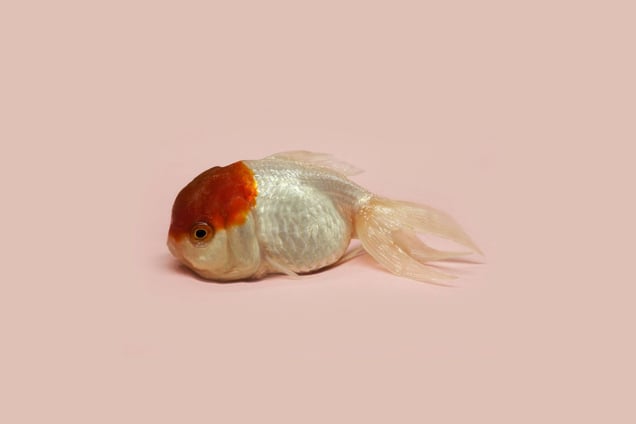 World Goldfish Queen, 2013. Courtesy of the artist.