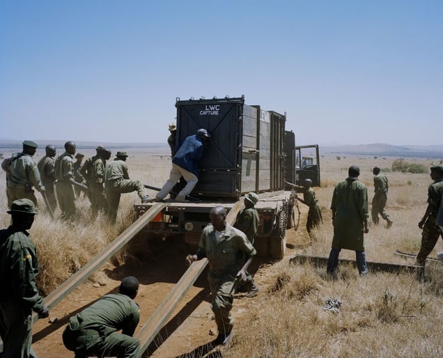 capture team # II, black rhino, lewa conservancy, northern kenya-from the series 'with butterflies and warriors'-David Chancellor