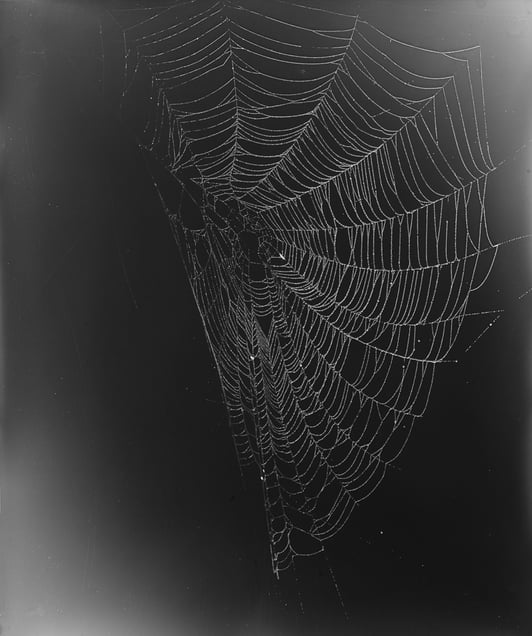 11.	Web Study #5. Unique gelatin silver photogram. 24x20 inches, 2013