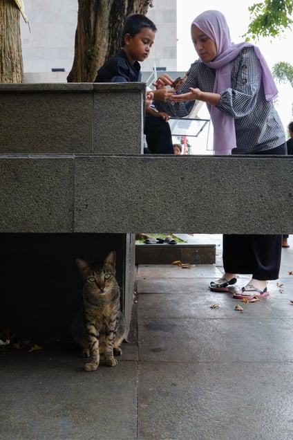 The Other Cat