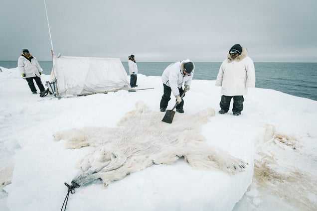 Members of Yugu crew clean the hide of an eight foot nanuq, or polar bear, shot while defending camp. Starving and desperate, it stalked into the whaling camp, 15 yards away from members of the crew and photographer Kiliii Yuyan. Some Iñupiat believe declining sea ice is responsible for starving bears and their increased desperation in recent years.