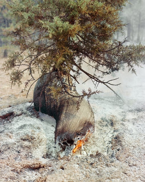 Untitled (Burning Tree)