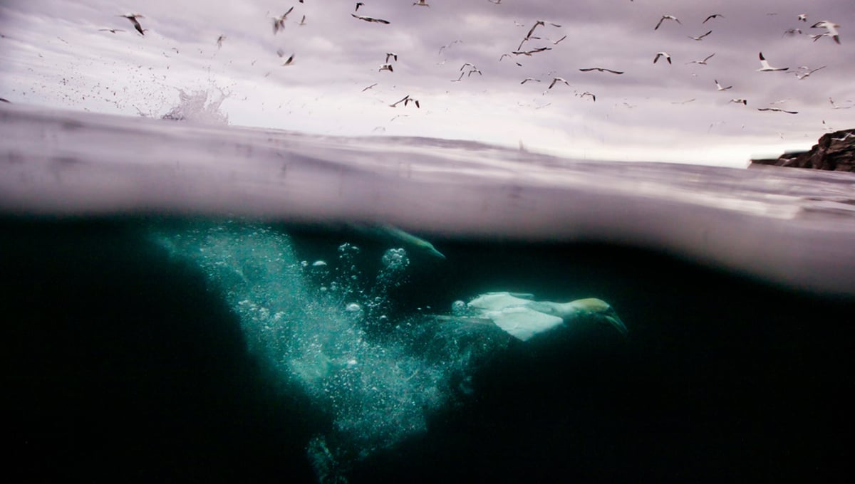 A Northern Gannet (Sula Bassana) dives into the dark waters of the North Sea off the cliffs of Noss. Northern Gannet have increased by adapting to the human fishing industry. They use rope from nets for nesting and will feed on surplus fish. The birds closely follow fishing boats and dive near nets. In this instance the birds are attracted to discarded fish thrown back into the sea from a boat.