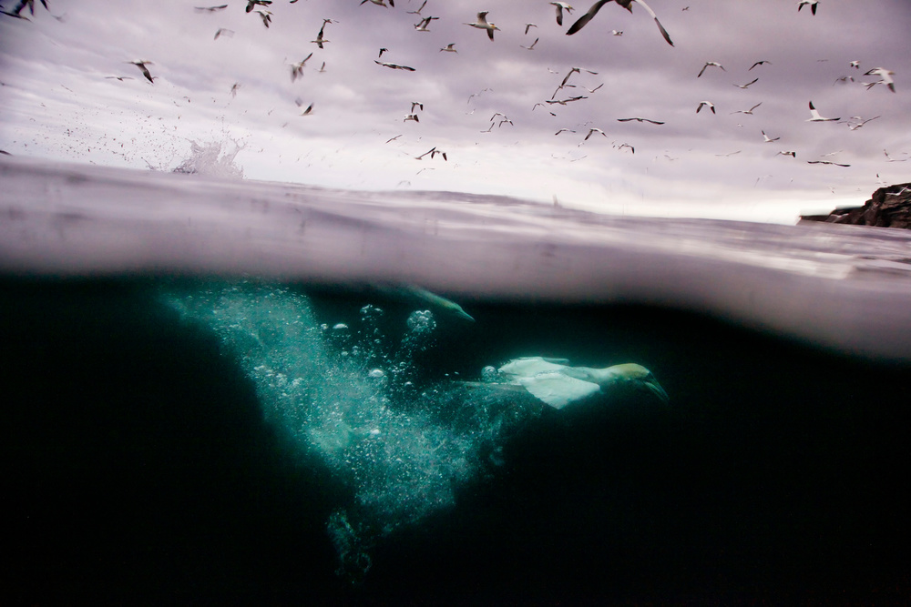 The Shetland Islands: Endangered Nests