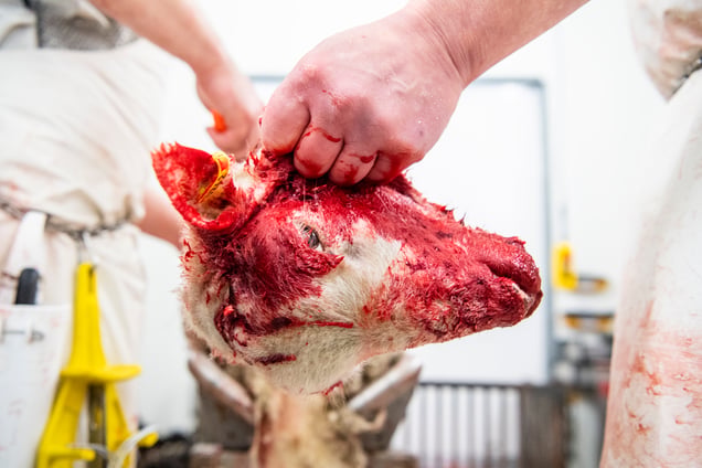 Food production