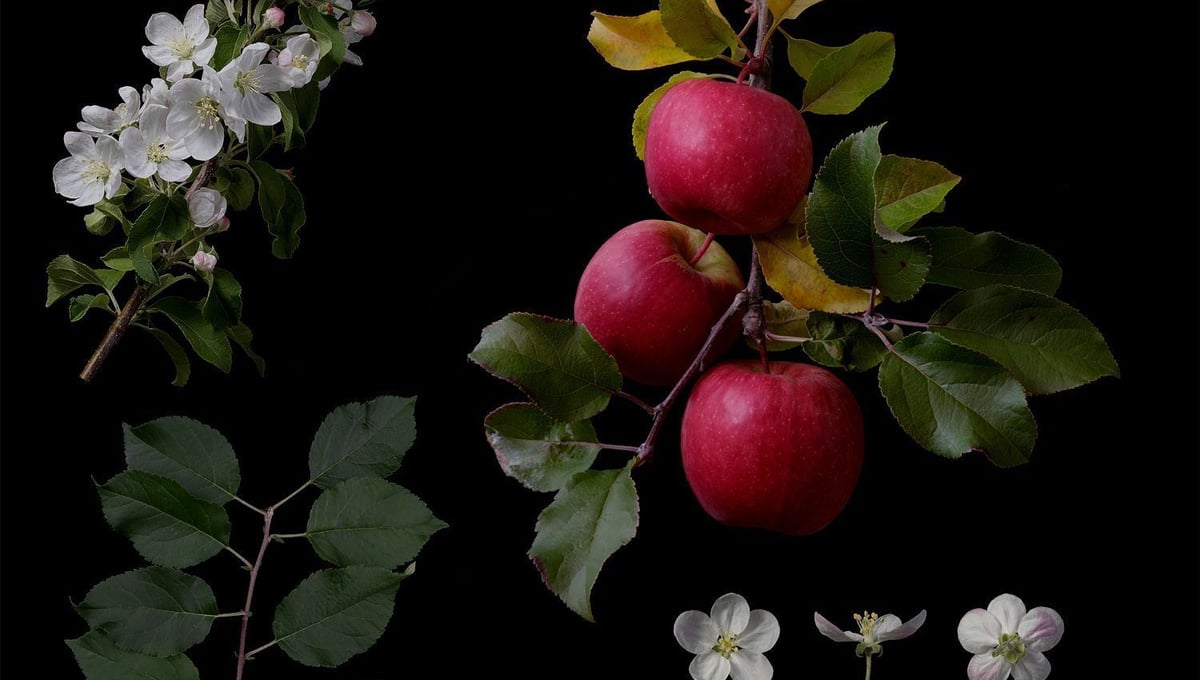 Malus pumila Mill.'No name' Natural hybrid seedling of Cripps Pink