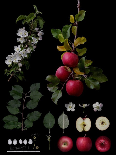 Malus pumila Mill.'No name' Natural hybrid seedling of Cripps Pink