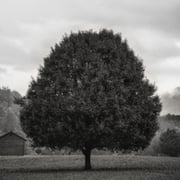 Quintin H. O’Connell