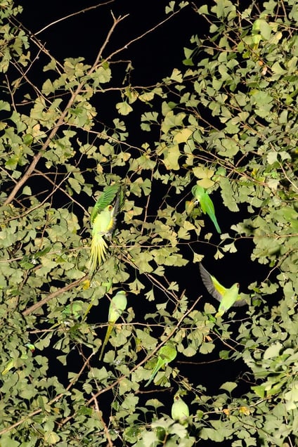 From the photo series "Tokyo Parrots" © Yoshinori Mizutani