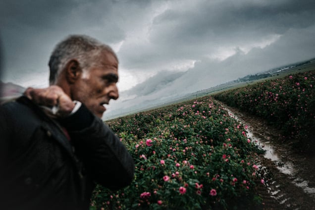 Seasonal worker carrying a sack during the rose harvest, Rose Valley, Bulgaria, 2025