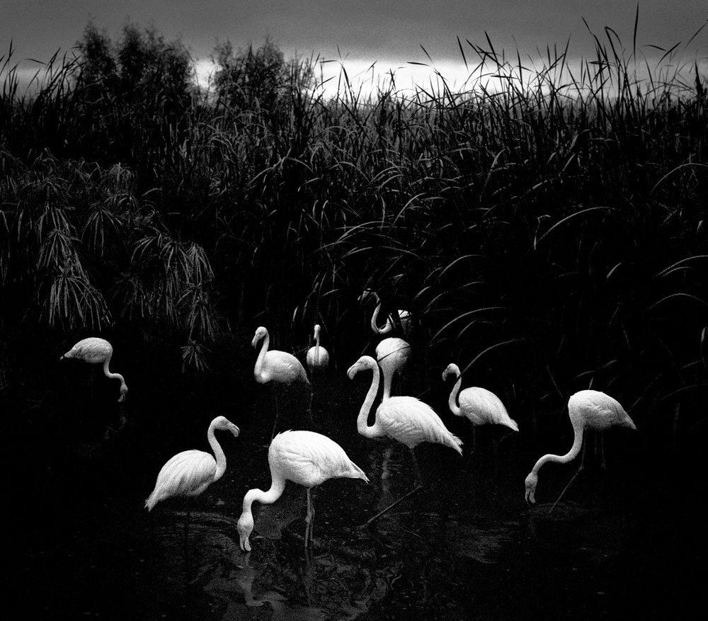 Pentti Sammallahti - Here Far Away | LensCulture