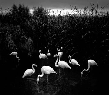 Here Far Away - Photographs by Pentti Sammallahti | LensCulture