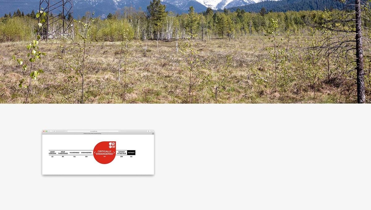 Mountains and wetland at Baikal, Yellow breasted bunting, red-list conservation status, 2019