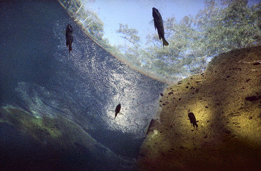 Springs 
      and 
      Swamps