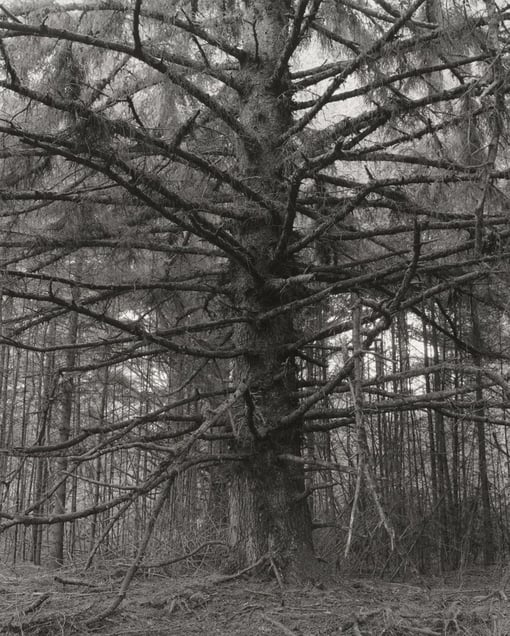 Cape Blanco State Park, Oregon © Robert Adams, Jeu de Paume