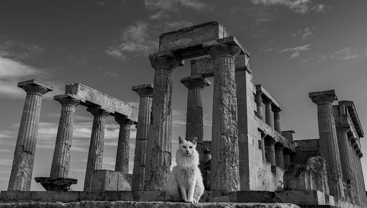 The Oracle of Aphaia.