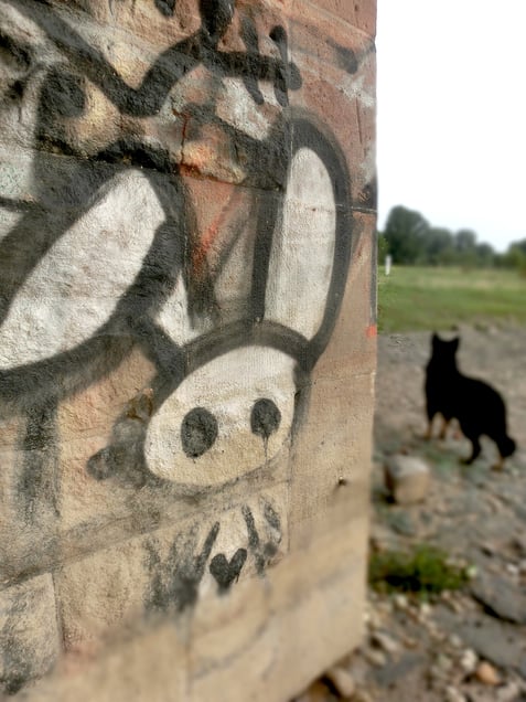 "DADA EVOLUTION SPIRIT" or "COMPASSION OVER CRUELTY"