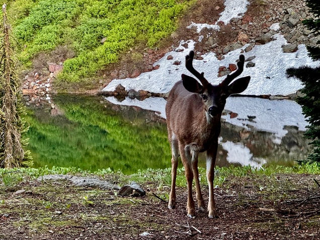 One of many friendly deer that came to our camp spot every night IMG_0756