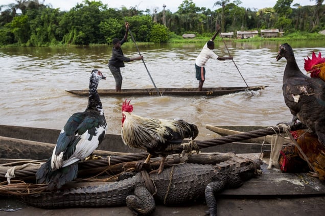 A JCM-Services boat (Jesus Christ Marvelous Services). Life on board and on the banks of the river downstream from Mbandaka and 100 km before Lissala. Villagers come to sell crocodiles (for $25 each) and poultry, and also to buy goods. © Pascal Maitre / Cosmos / National Geographic Magazine