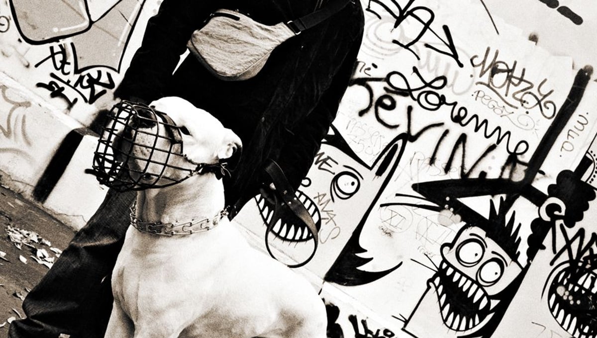 From Dogs Can't Read © Daniel Milnor