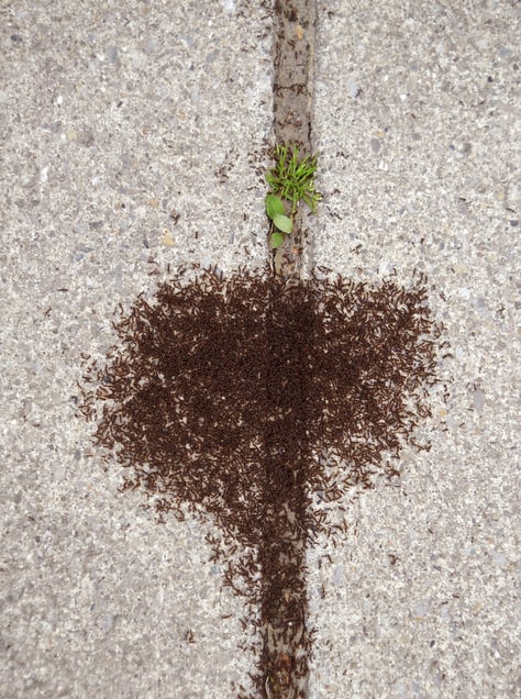 Ants