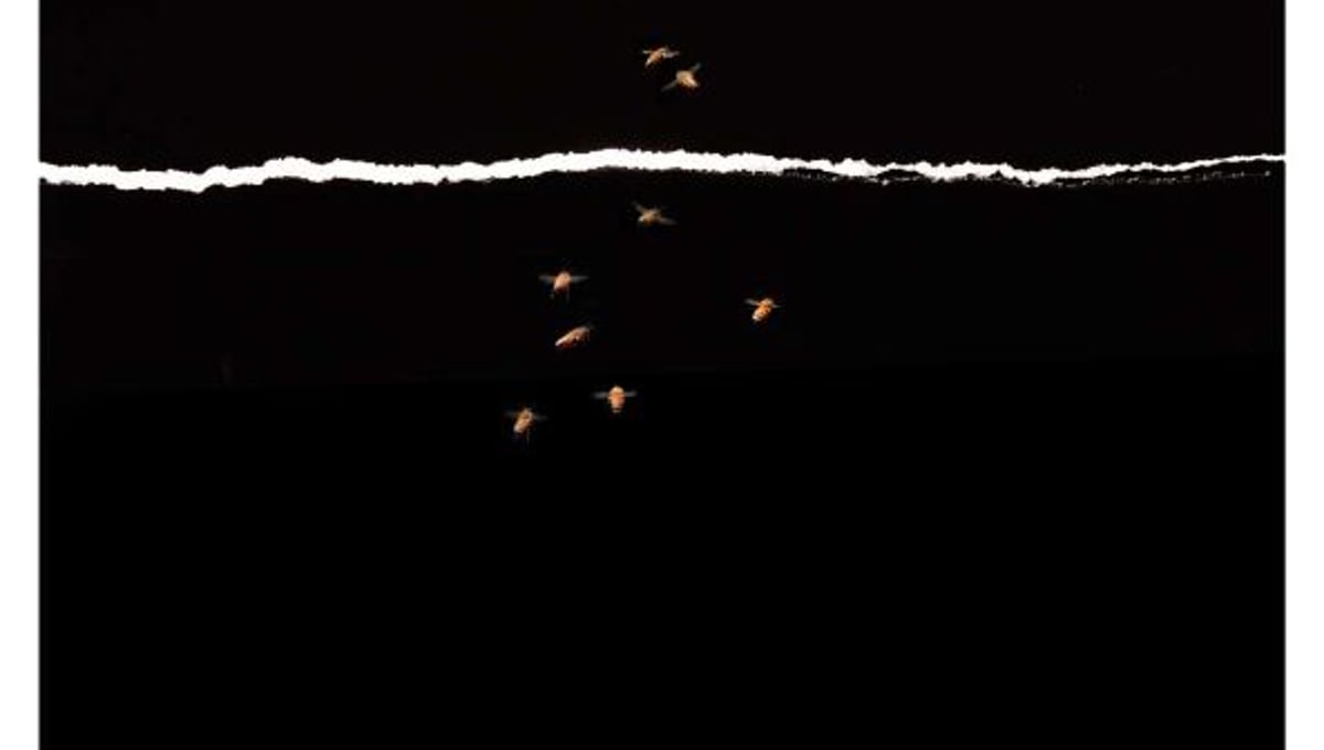 Stray Bees, 2014 16x30" Pigment Print © Emily Hanako Momohara