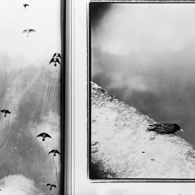 © Michael Donnor