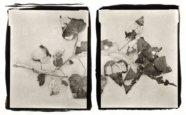 Botanical Specimen with Salt (California Ivy) © Claire A. Warden