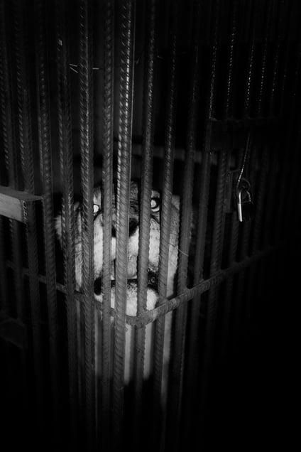 From the series, The Uncanny © Léonard Pongo