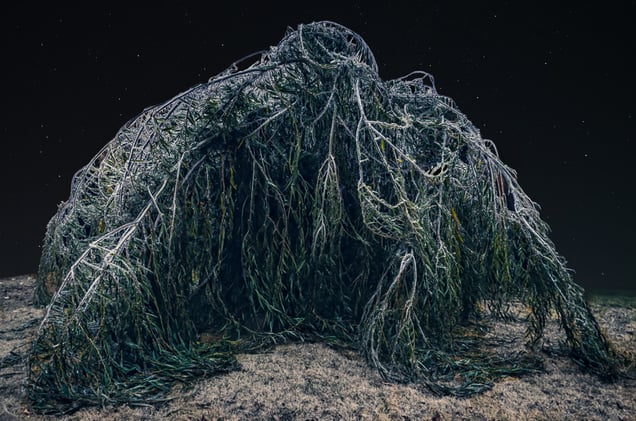 "Some Say The World Will End In Fire"  said Robert FROST